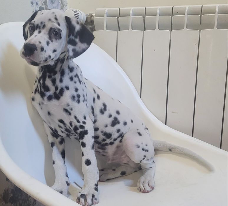 Dálmata macho 2 meses