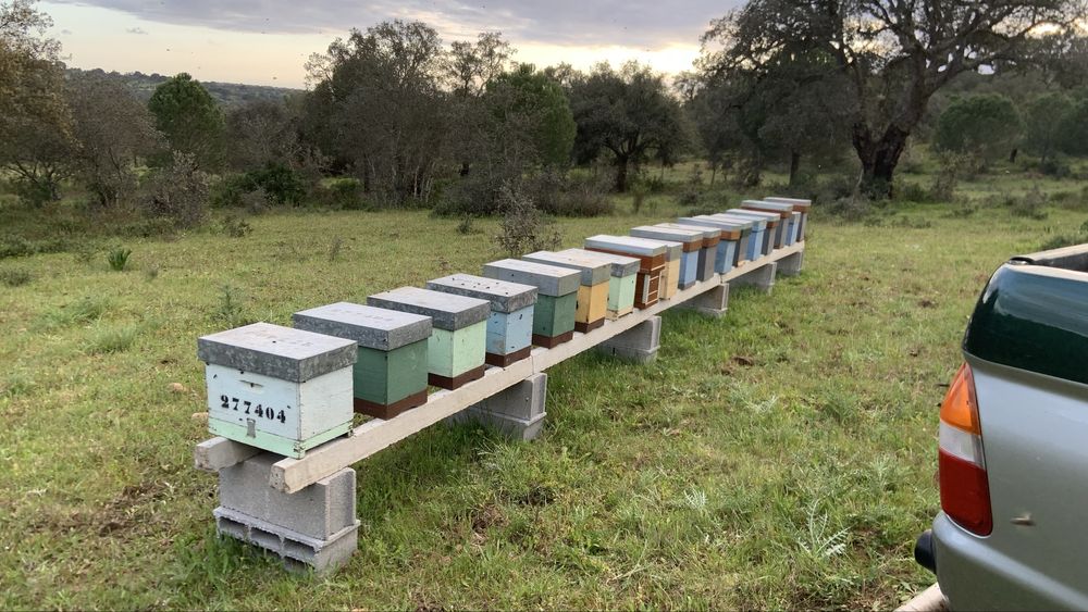 Enxames de 5 quadros