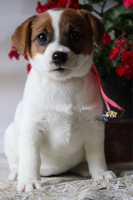 Sunia Jack Russell Terrier ZKwP FCI Gotowa do odbioru