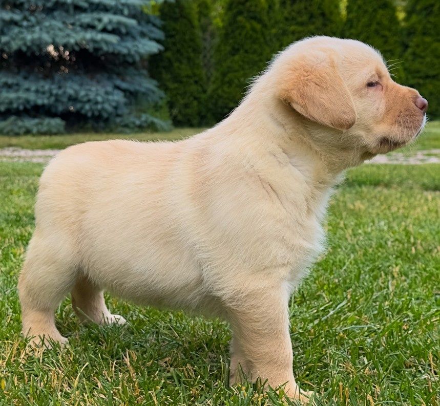 Śliczny labrador już do odbioru!!