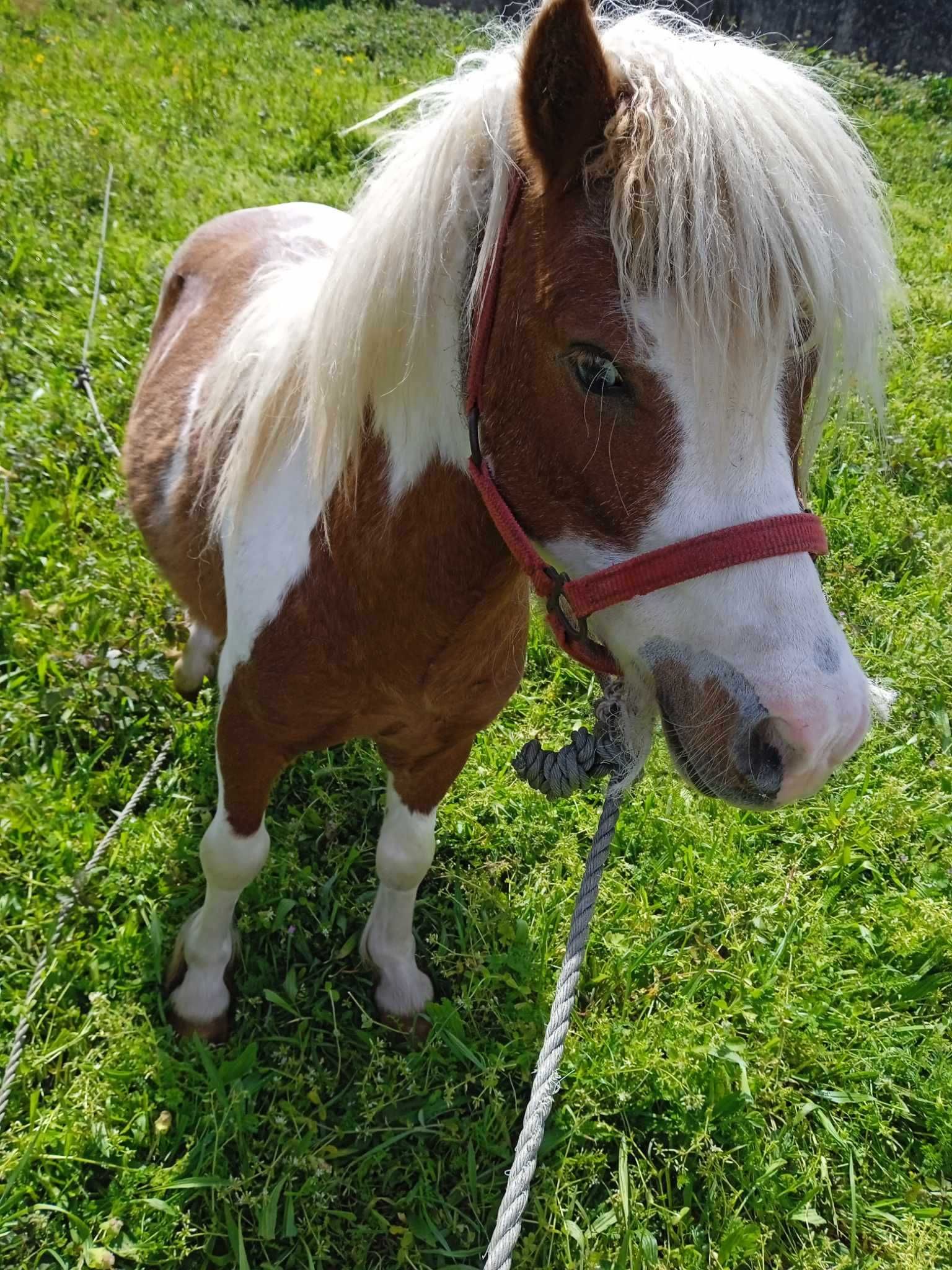 Animais de estimação