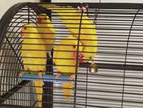 Ring neck Amarelo