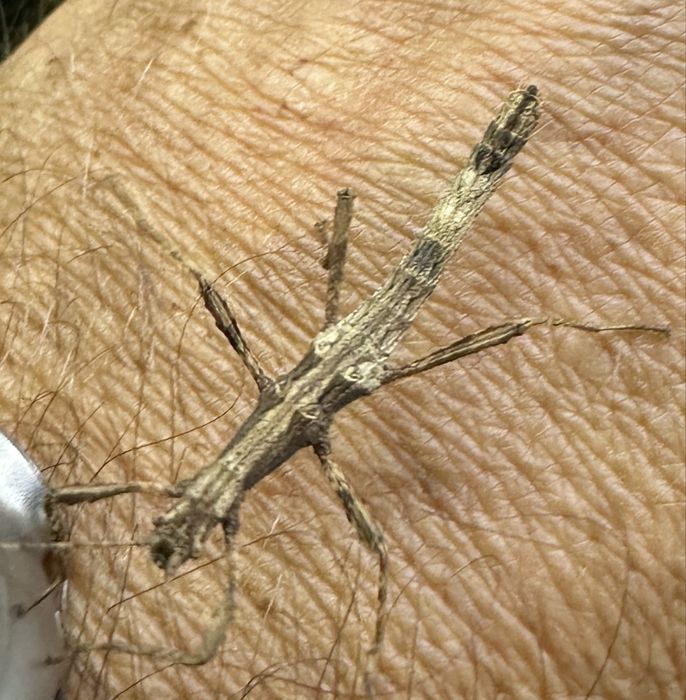 Straszyki filipińskie Zielona Góra 6szt +2szt gratis !