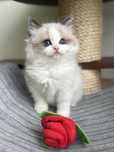 Kotka Ragdoll Thalia cuudo !