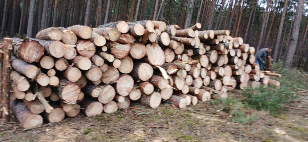 Drewno opałowe sosna wałki