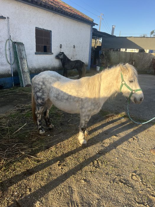 Ponei femea 1,18m mini egua