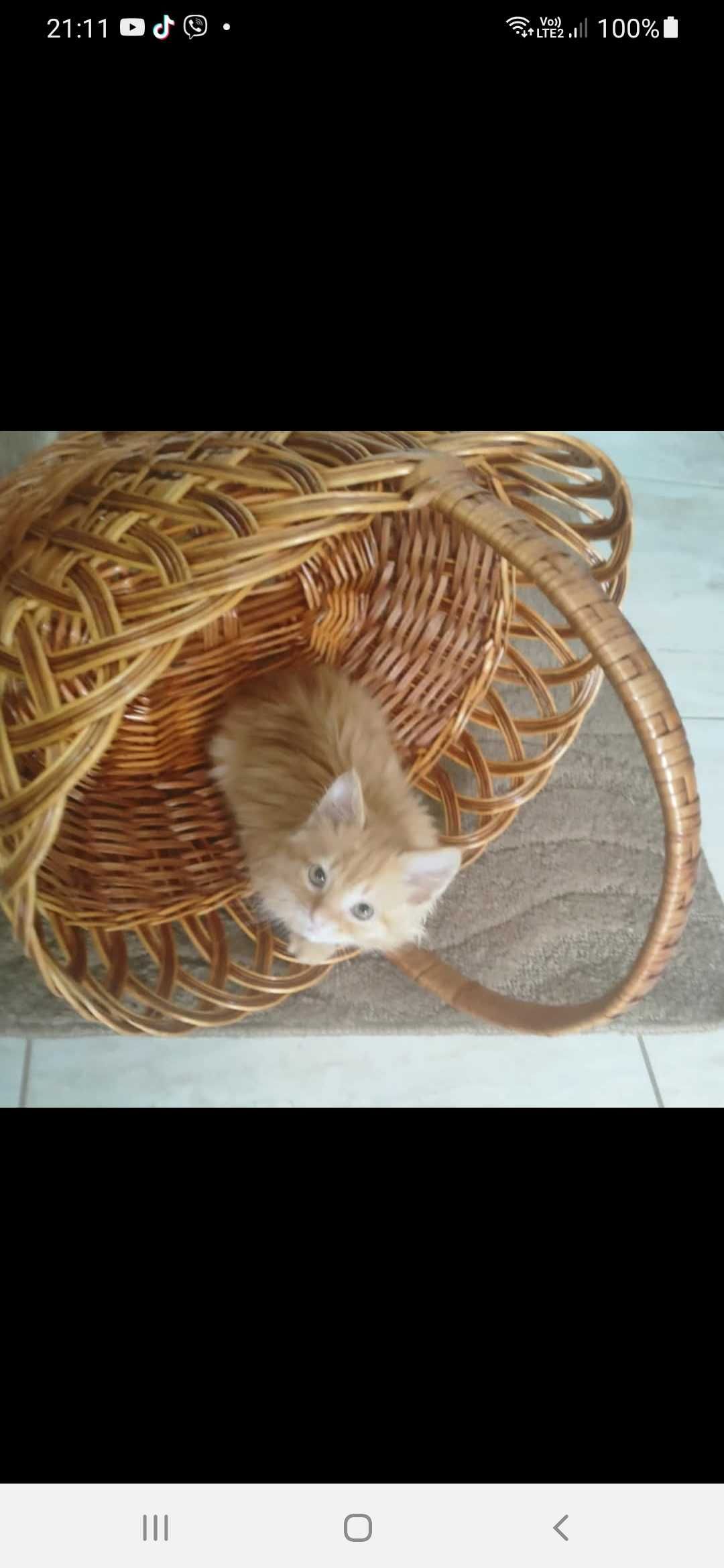 Віддам котика безкоштовно