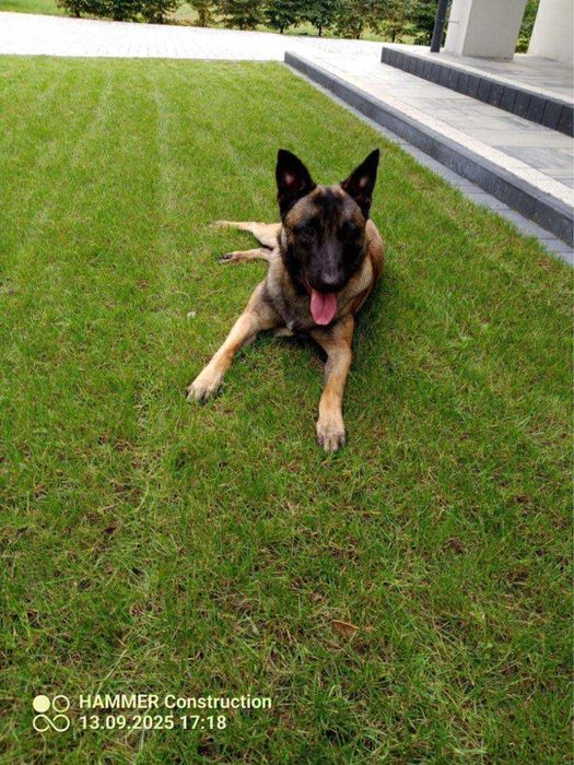 Owczarek belgijski malinois 15miesięczny pies