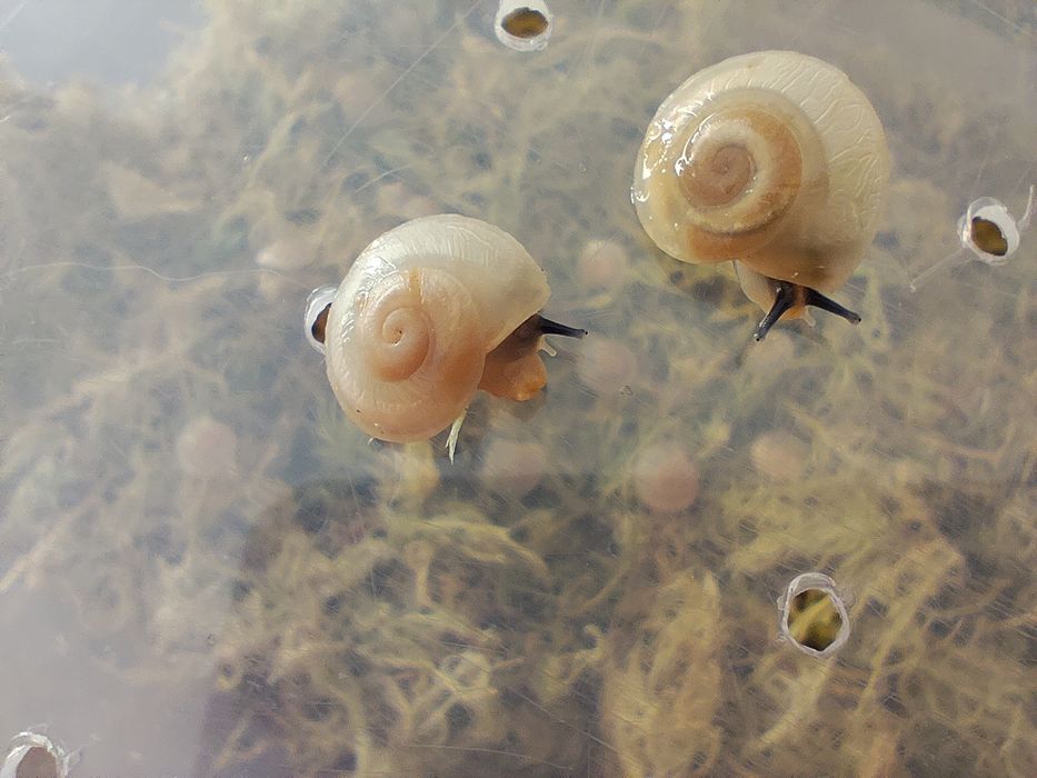 Улитки караколусы альбино шелл