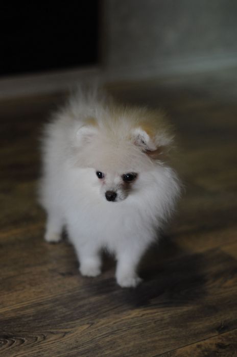 Лялькова міні помераночка