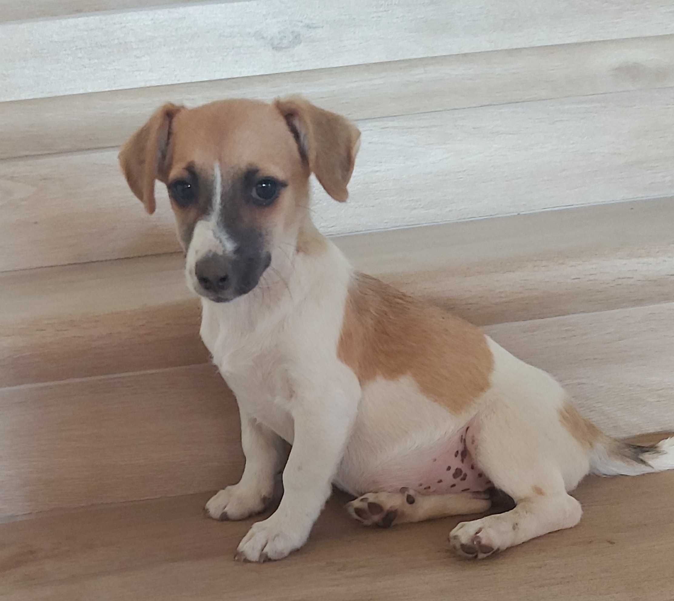 Jack Russel Terrier suczka 3x zaszczepiona zachipowana