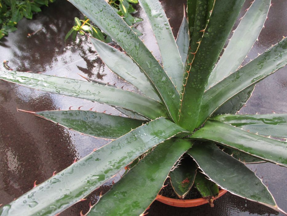 Odhodowana ponad 5-letnia agawa z Meksyku - Agave horrida var. gilbeyi