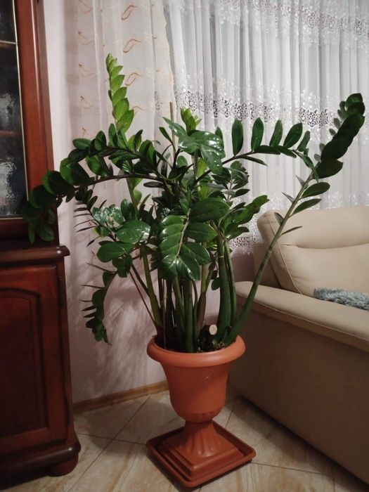 Zamioculcas kwiat domowy doniczkowy