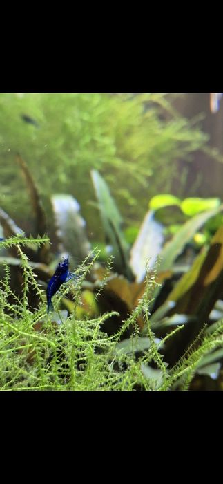 Blue velvet krewetki