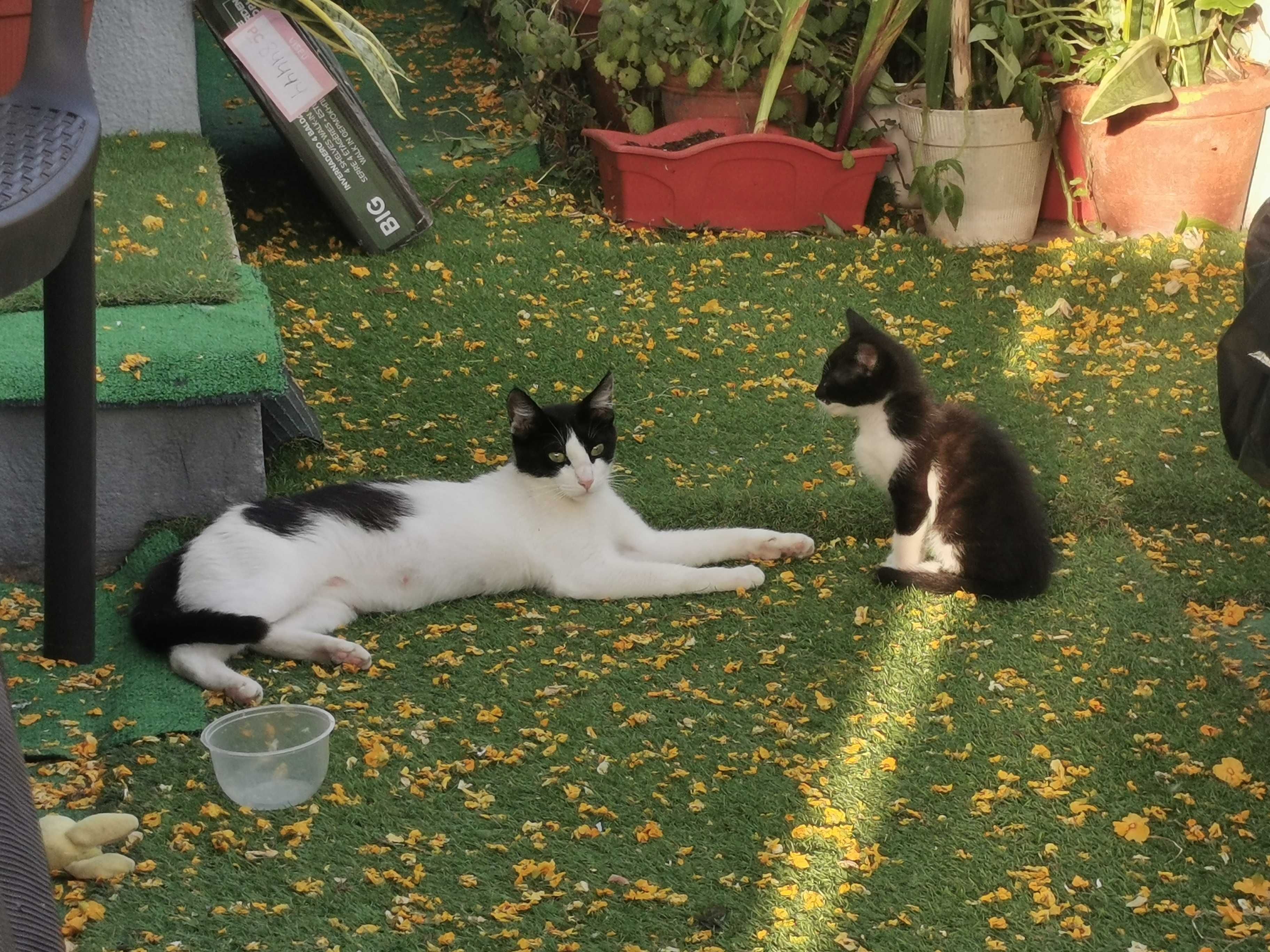Gatinho para Adoção