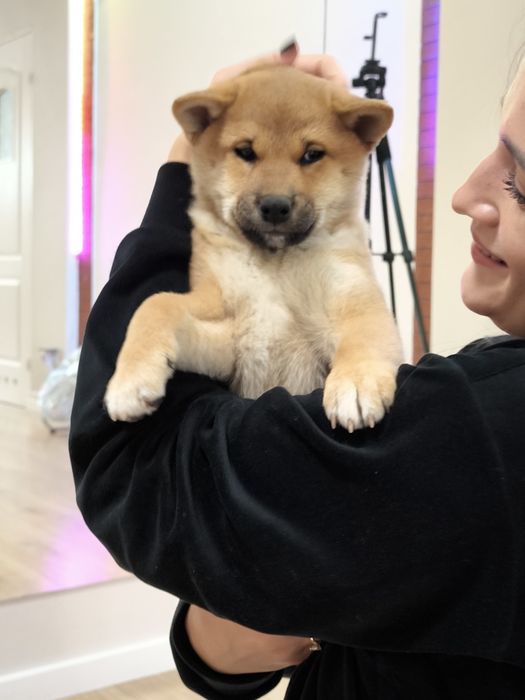 Shiba śliczna suczka ZKwP/FCI