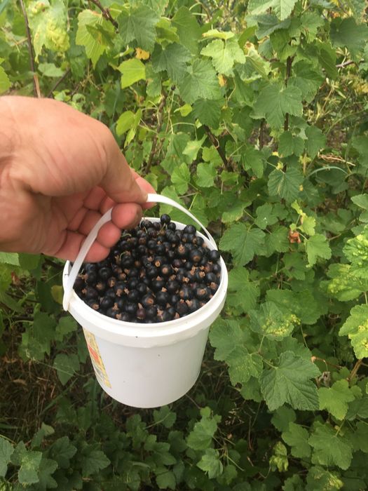 НАТУРАЛЬНЕ варення ,джем,абрикосове