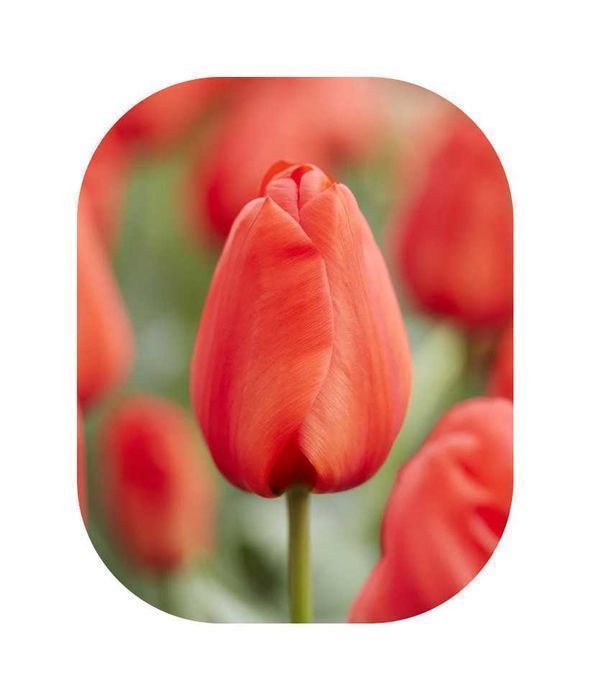 Cebulki TULIPANÓW Tulipan zestaw mix mieszanka Tulipany KWIATY