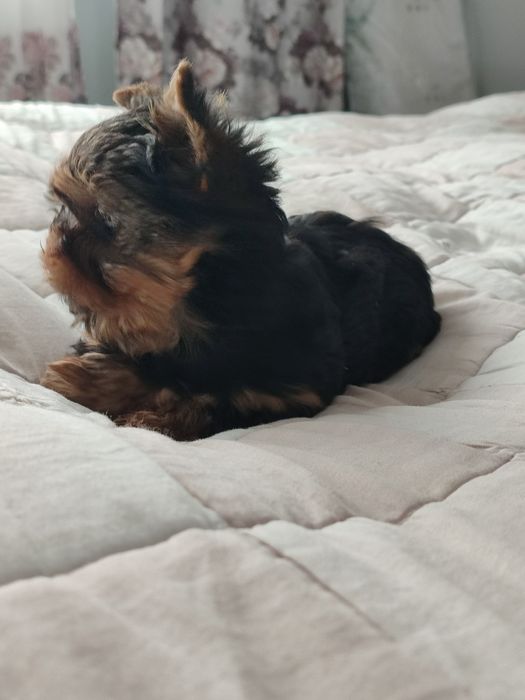 Suczka Yorkshire Terrier Miniaturka
