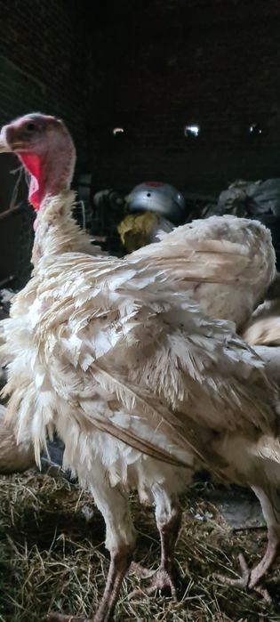 Indyki duże ekologiczne