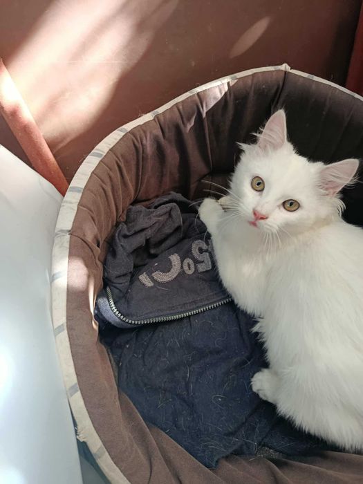 Котики в хорошие руки