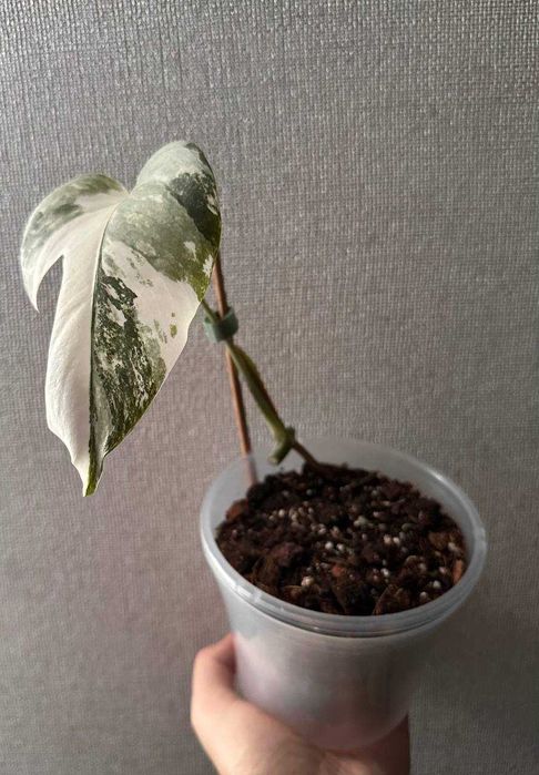 Монстера Альба (Monstera Albo)
