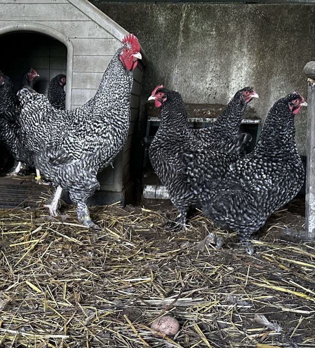 Maline raca belga ovos