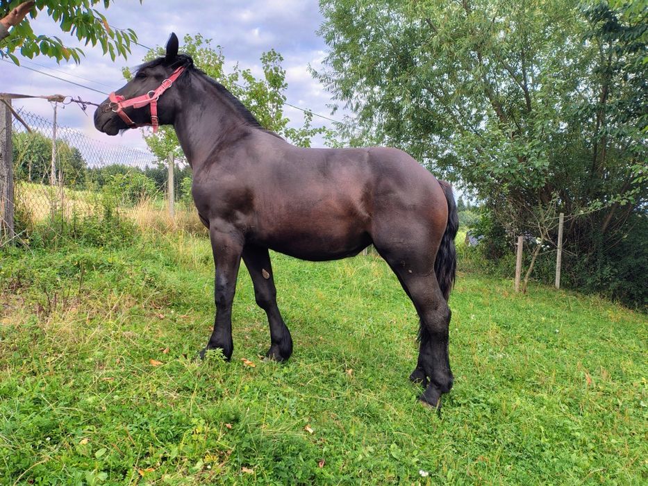Źrebica zimnokrwista