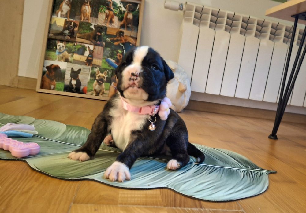 Szczeniak bokser suczka przepiękna pręgowana