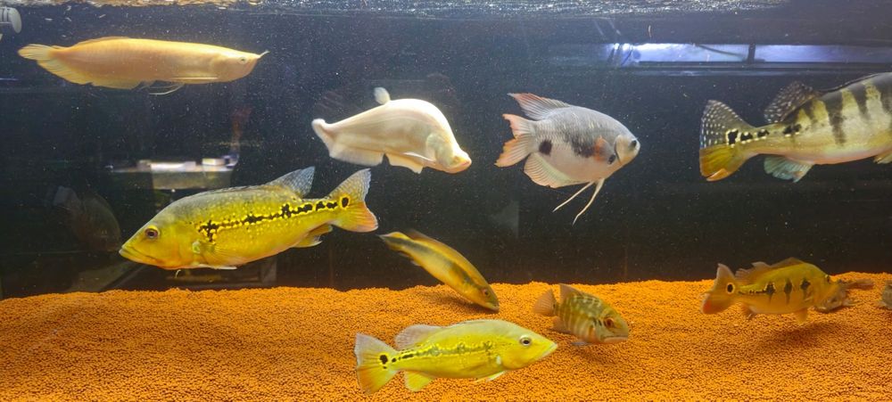 Ciclhas 4 exemplares