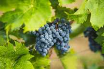 Uvas pretas para vinho, bom grau,Rua da Carreira,nº54-Podentes