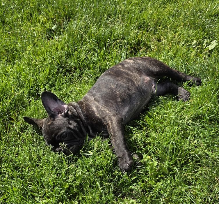 Buldog Francuski *Szczenięta