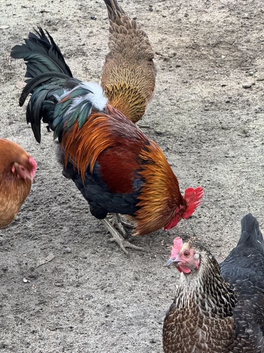 Sprzedam koguty zielononóżki