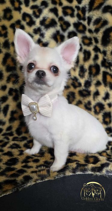 Piękna chihuahua długowłosa FCI Rose