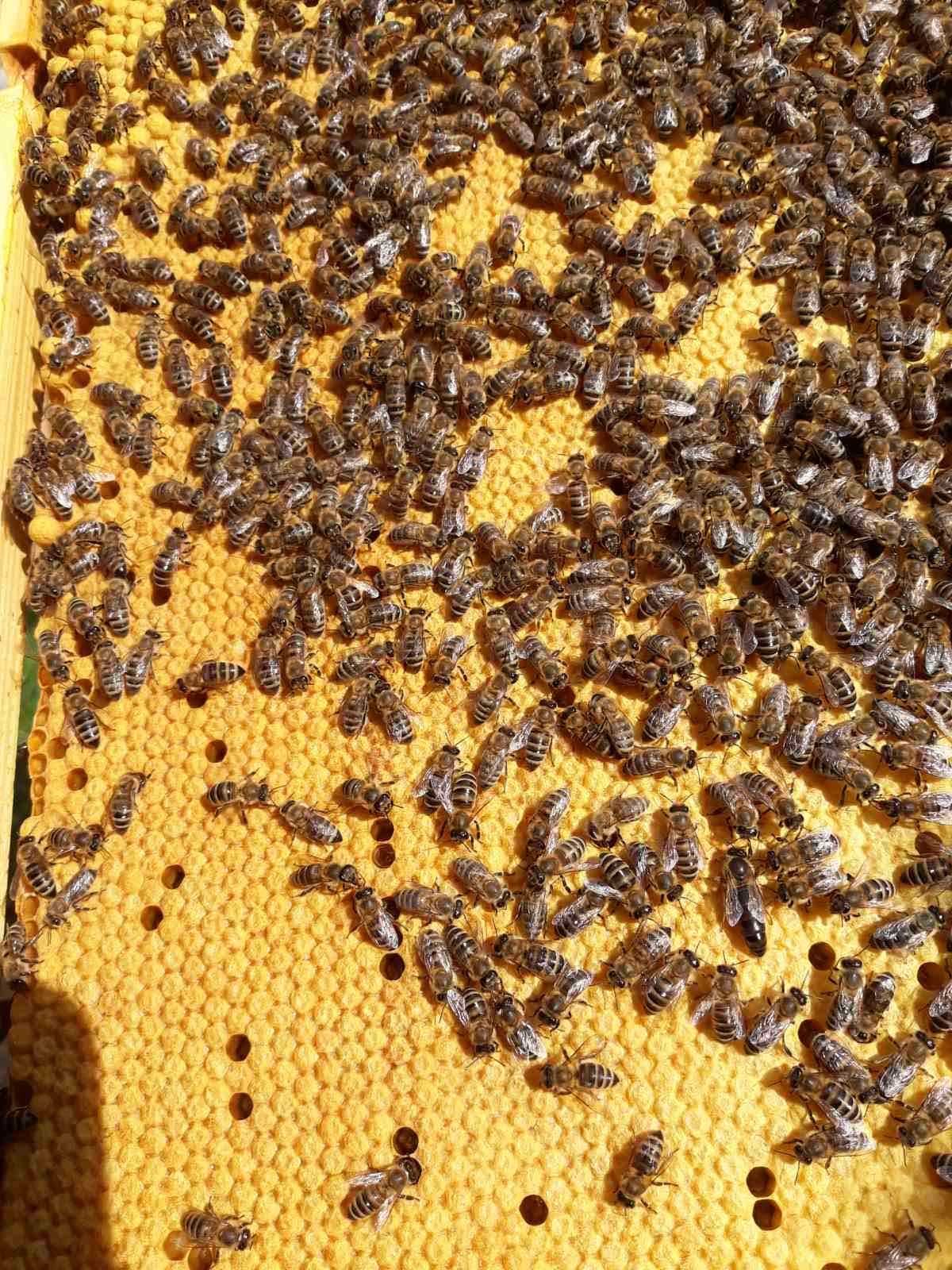 Бджоломатки Карпатка тип Вучківський
