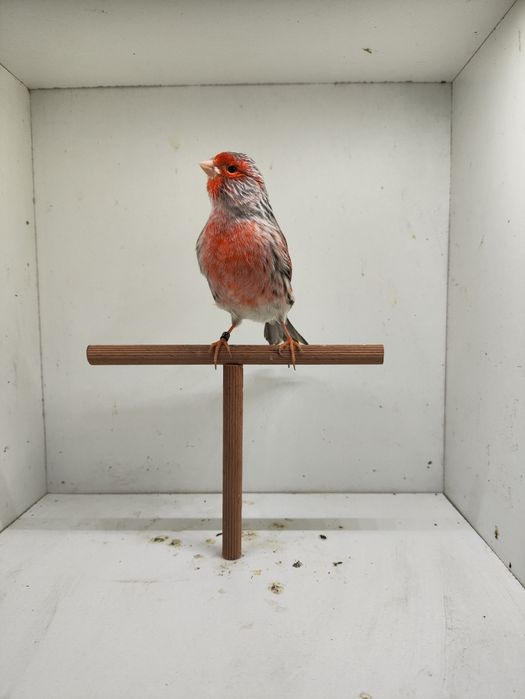 Ágatas Vermelho Mosaico 2025 Machos