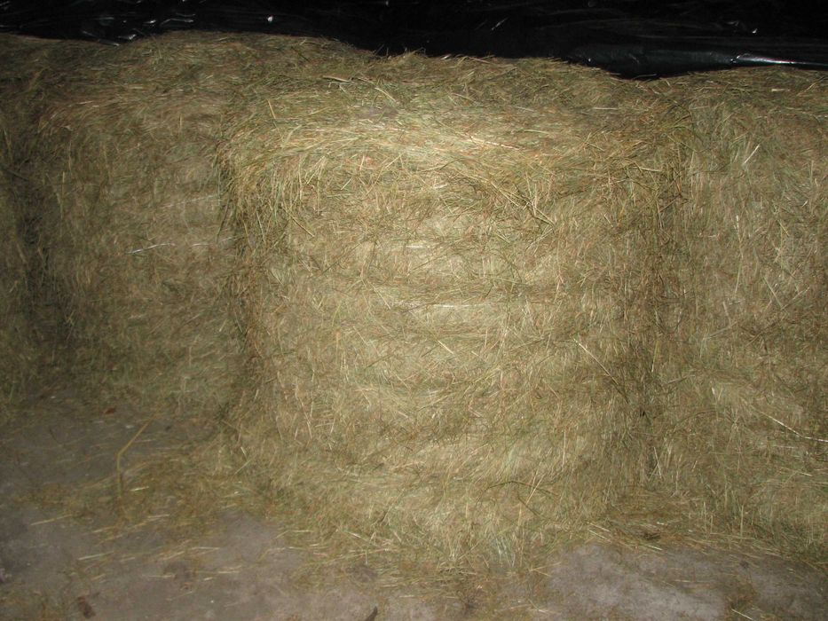 Siano, 120x120, OSTATNIE SZTUKI