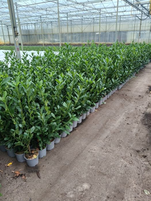 Laurowiśnia CAUCASICA 70 cm C2 piękna