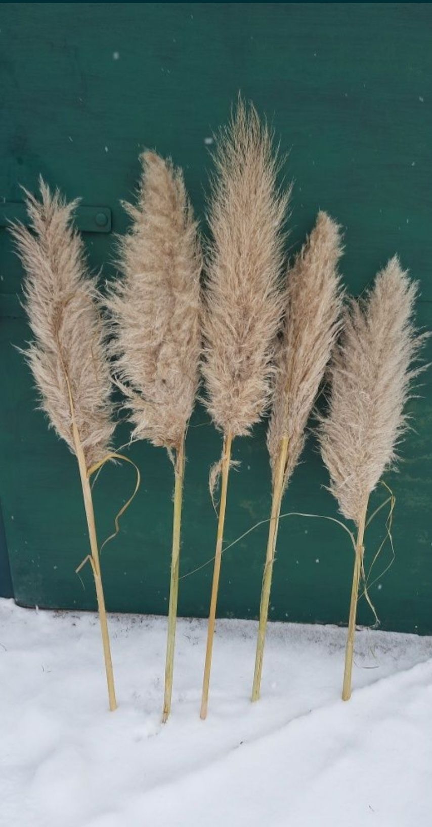 пампасная трава сухоцвет кортадерия пампас