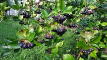 Aronia z małej plantacji eko.