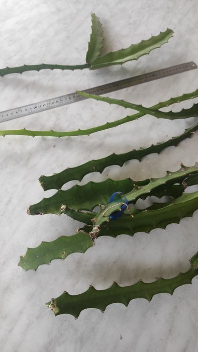 Рослина пітахайя та садженці.