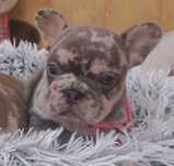 Femea bulldog francês