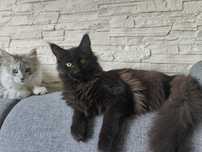 Czarny dymny kocurek Maine Coon