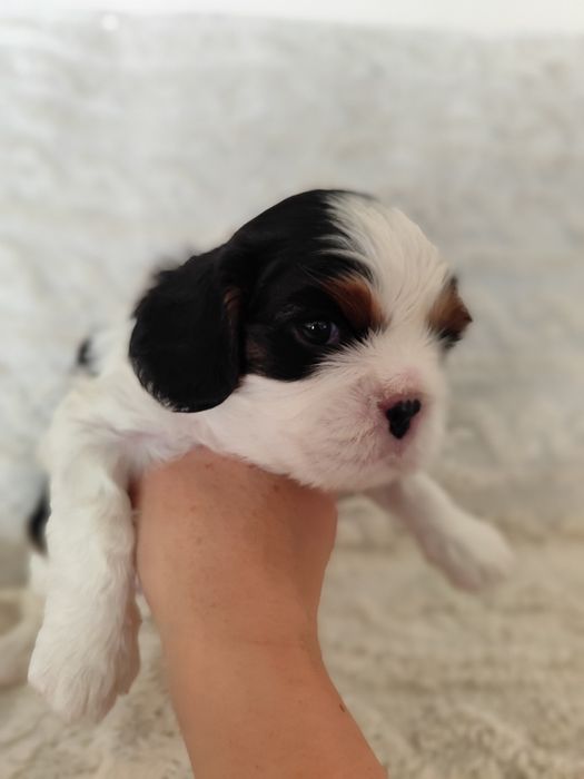 Cavalier King Charles Spaniel piesek samczyk tricolor