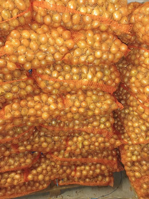 Cebula drobna wysadka