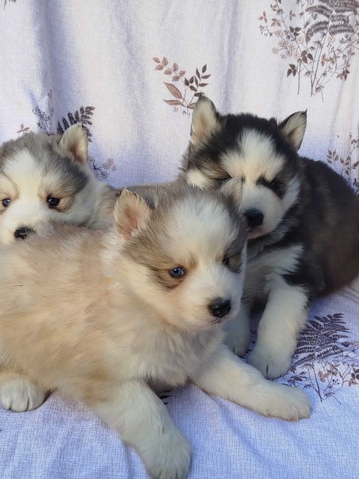 Siberian Husky suczka tel.-5.7.5.3.0.2.0.3.9.