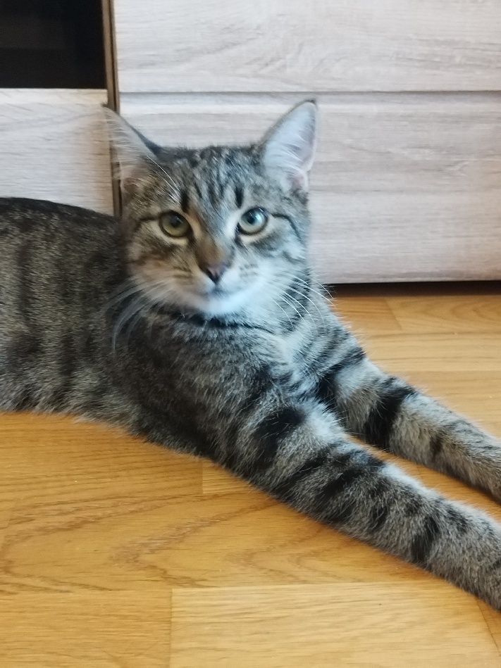 Przepiękny Ramzes do adopcji