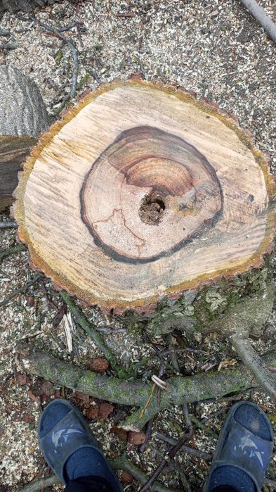 Дерево горіхове,без доставки.ціна за всі 5 колод