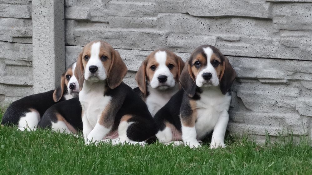 Beagle piesek Tricolor