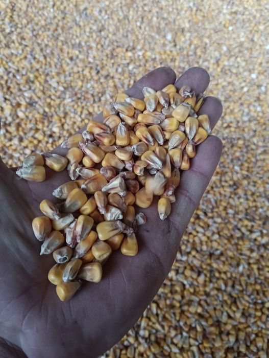 Кукурудза на корм